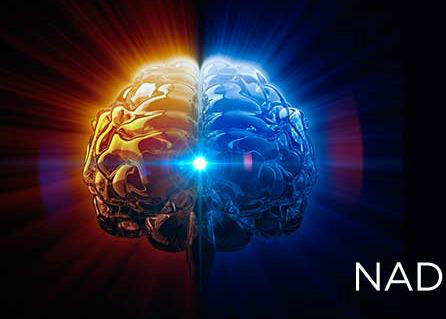 Illustration of the human brain representing NAD+ research and addiction recovery